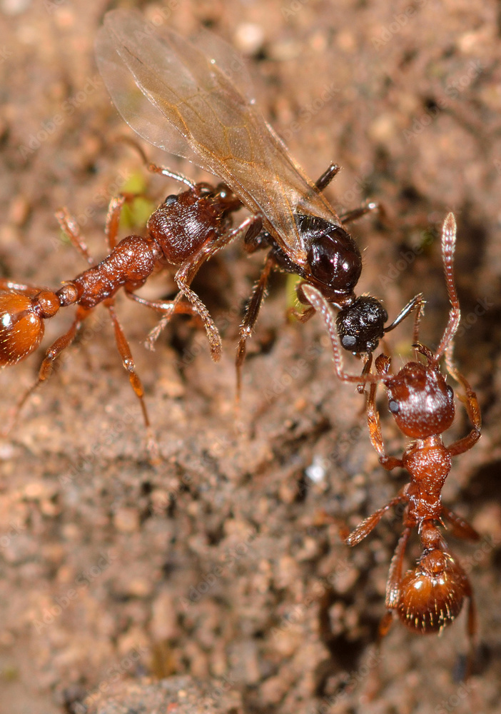 Ant pest control Perth