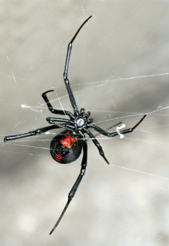 spider9 Spider control, spider removal Perth WA.