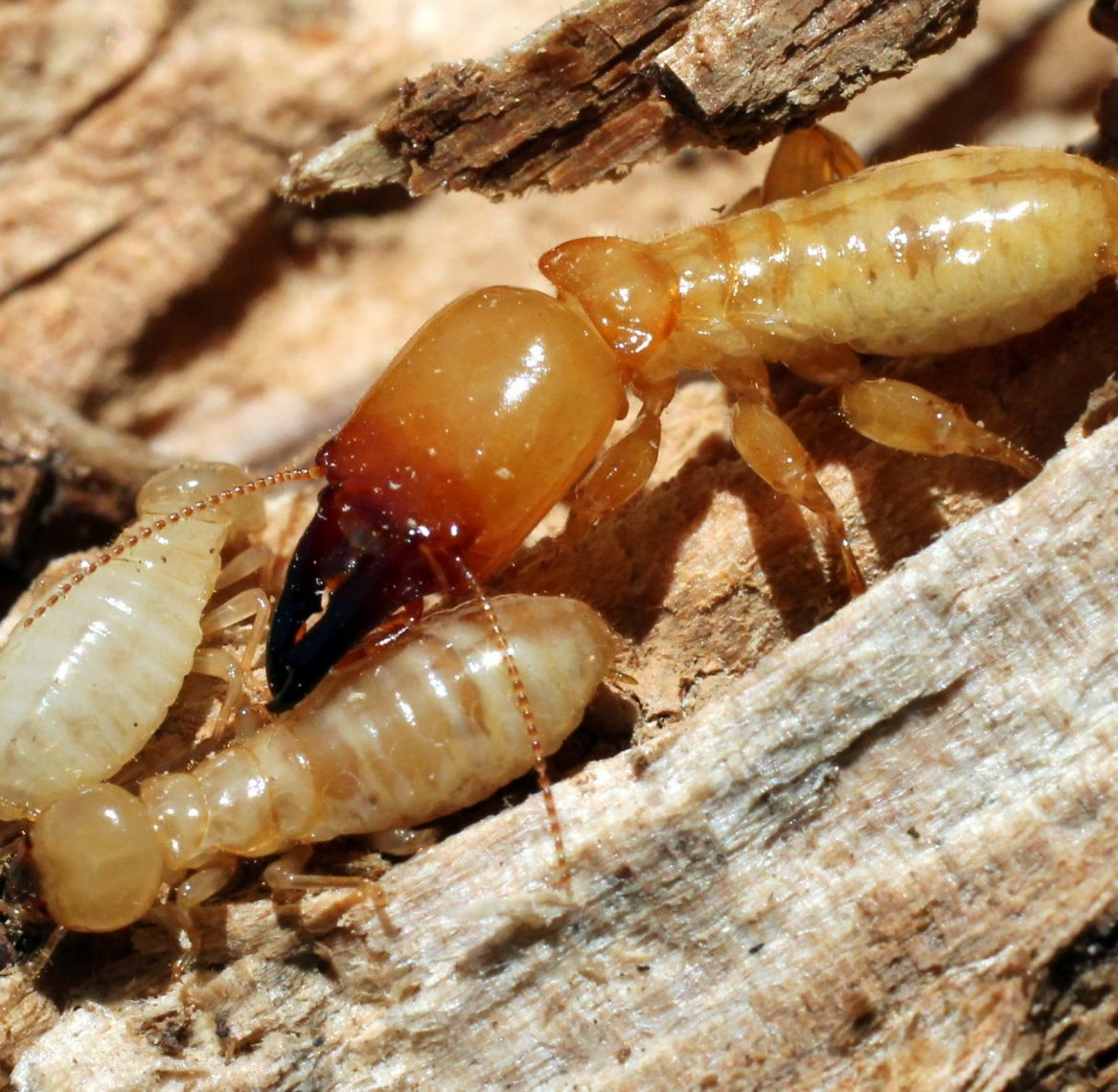 Termite pest control Perth for inspections and removal of pesty termites in Perth.